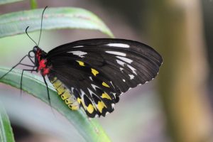 Butterflies - female-cairns-birdwing